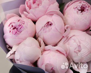 Букет из 9 розовых пионов (Premium)