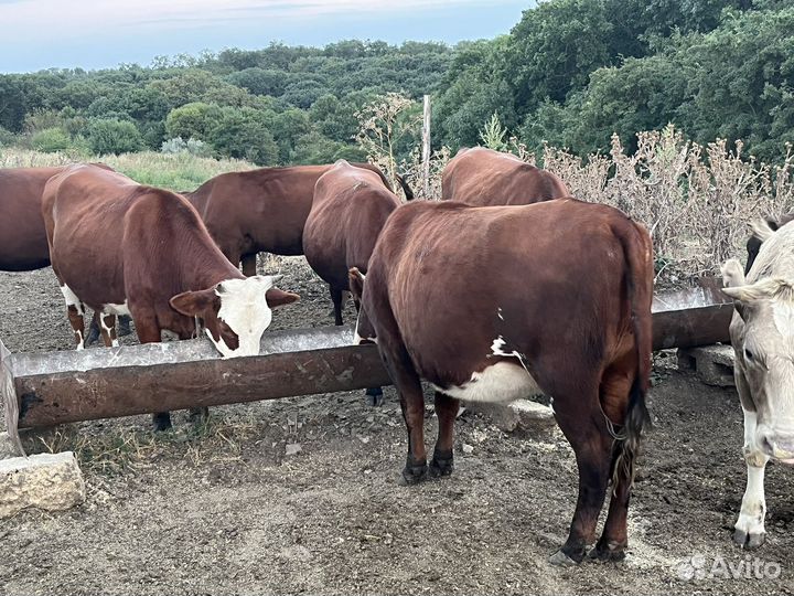 Телки оптом