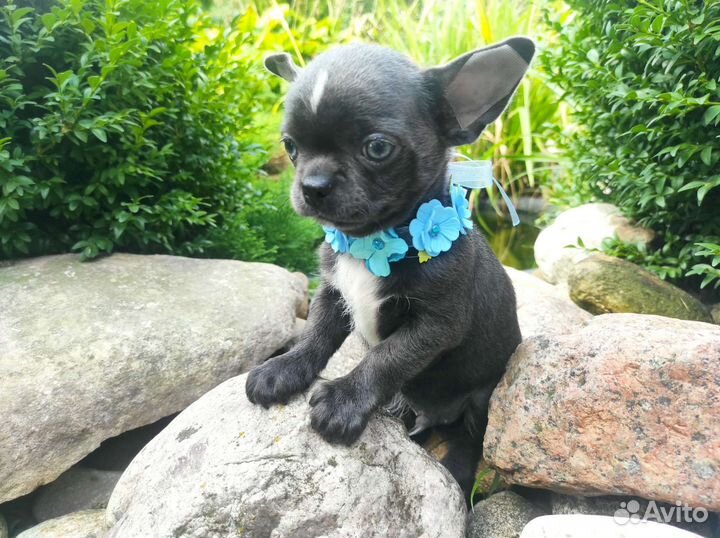 Щенки чихуахуа. Голубые и Лиловые