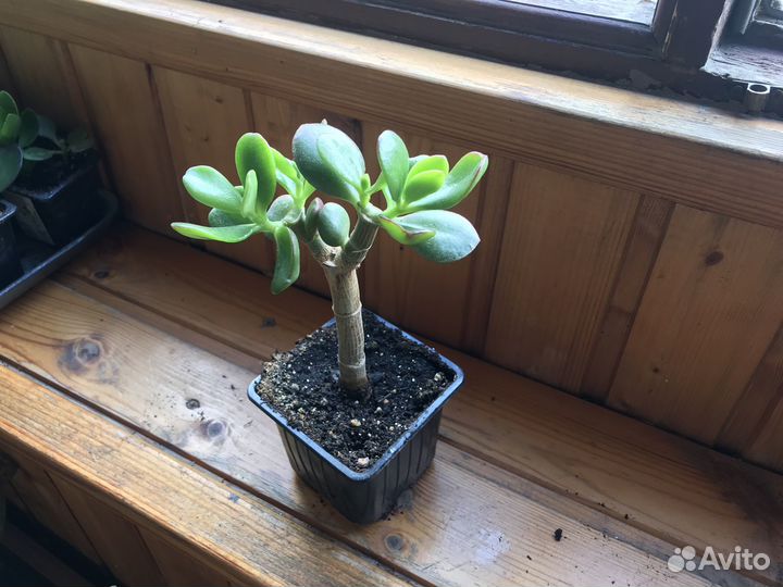 Комнатные цветы- Денежное дерево /Толстянка -1 год