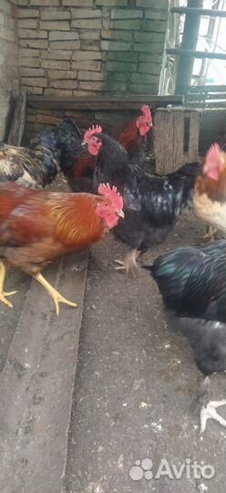 Петухи