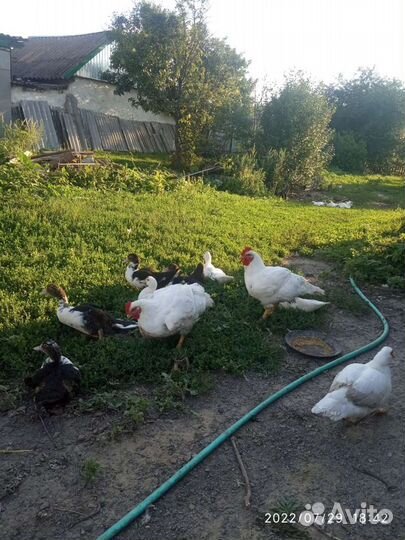 Лпх всё натуральное и экологически чистое