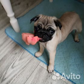 Мопс: купить щенка мопса на витамин-п-байкальский.рф