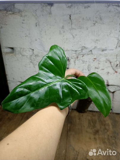 Филодендроны, сингониум