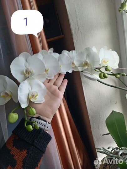 Орхидея фаленопсис
