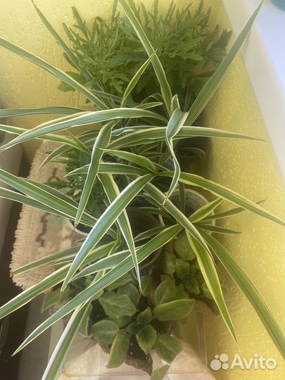 Комнатные цветы