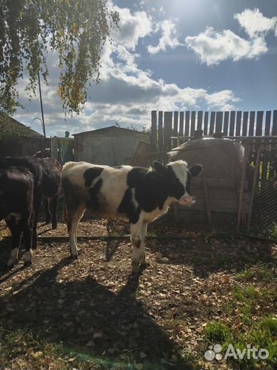 Продам телочек