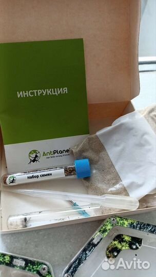 Муравейник без муравьёв