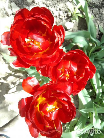 Тюльпаны красные пионовидные махровые срез букет