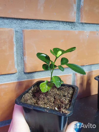 Мурайя метельчатая