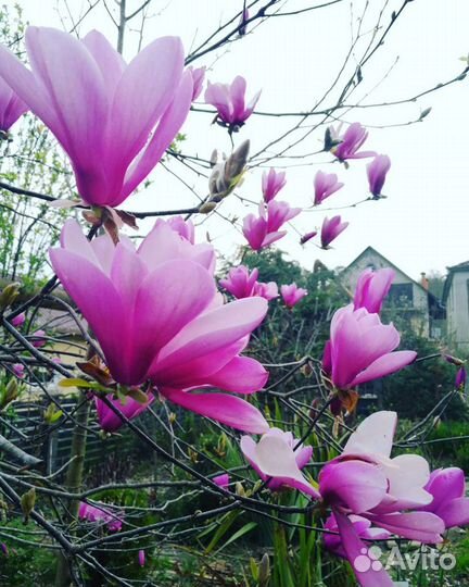 Взрослые цветущие магнолия,гардения,вейгела и др