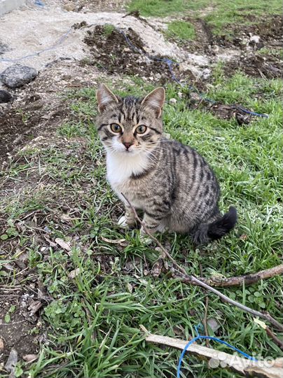 Котята разные