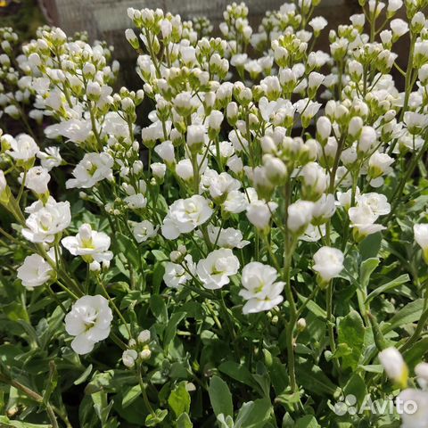 Арабис махровый