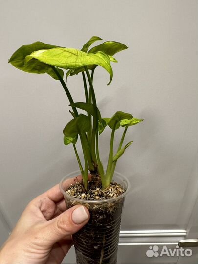 Сингониум Голден