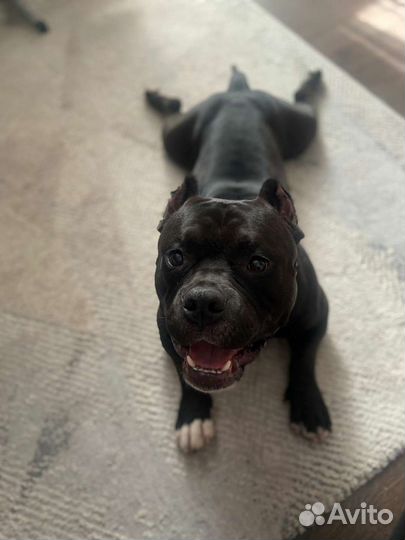 Американский булли покет вязка