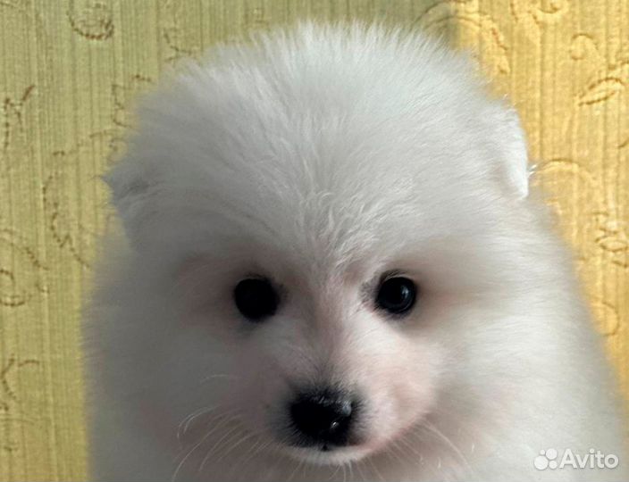 Японский шпиц щенок мальчик