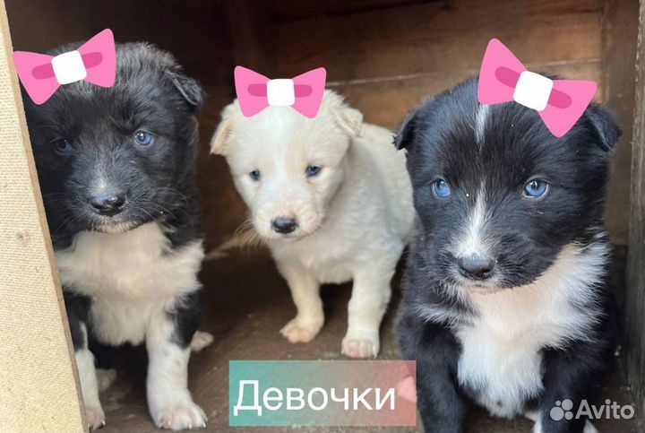 Щенок в добрые руки бесплатно