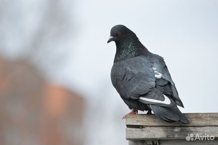 Фотоаппат Nikon D3200 kit + Nikon AF-S DX 55-300mm