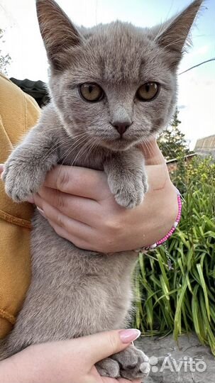 Котобанда раздаем бесплатно