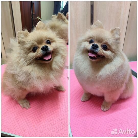 Стрижка собак/экспресс-линька мжк, Плющиха