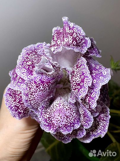 Глоксиния махровая