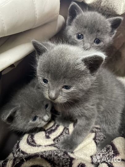 Котята метисы