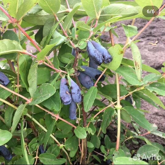 Саженцы жимолости