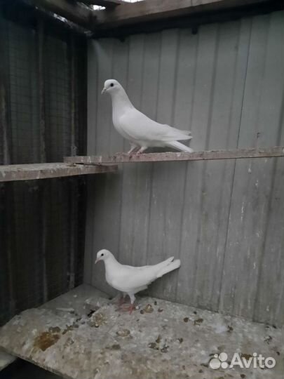 Голуби