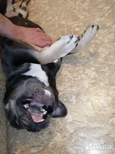 Вязка французский бульдог