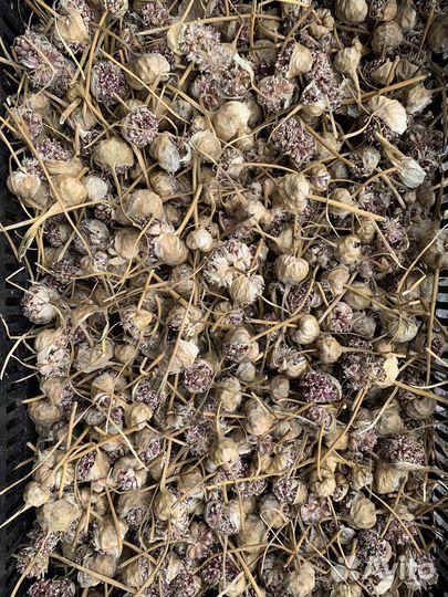 Семена чеснока (воздушка)