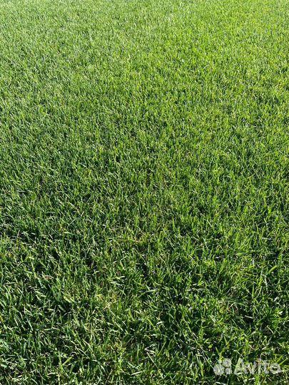 Рулонный газон с доставкой