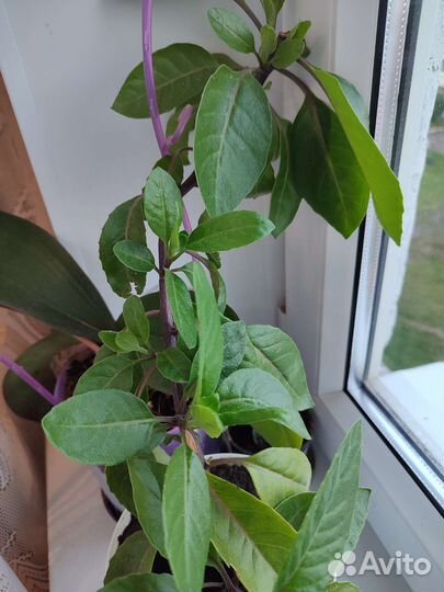 Джинура лекарственная