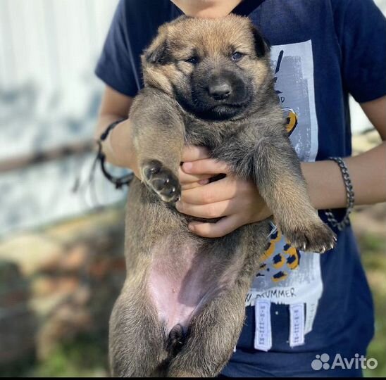 Щенки немецкой овчарки