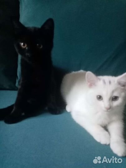 Котята в добрые руки бесплатно