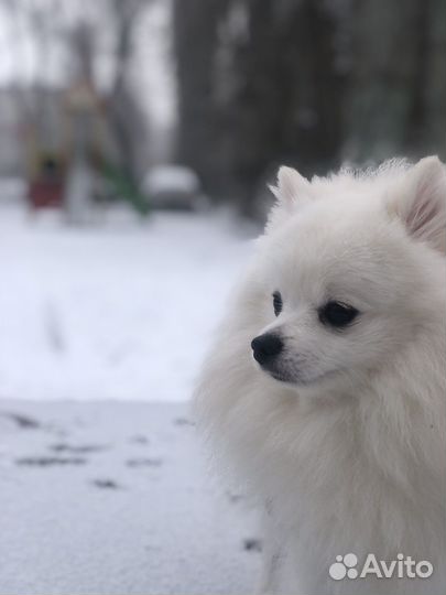 Немецкий шпиц вязка
