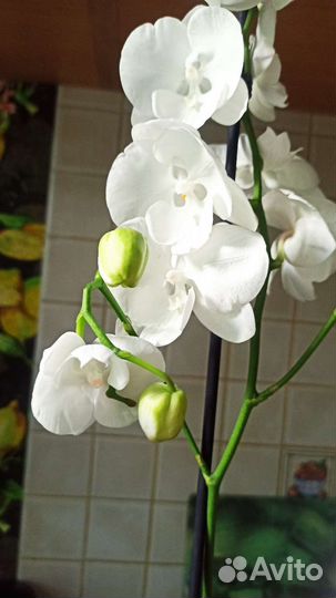 Орхидея фаленопсис