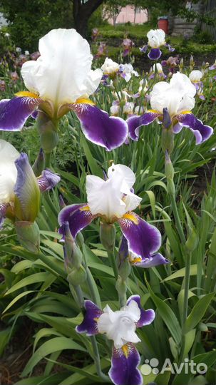 Ирисы