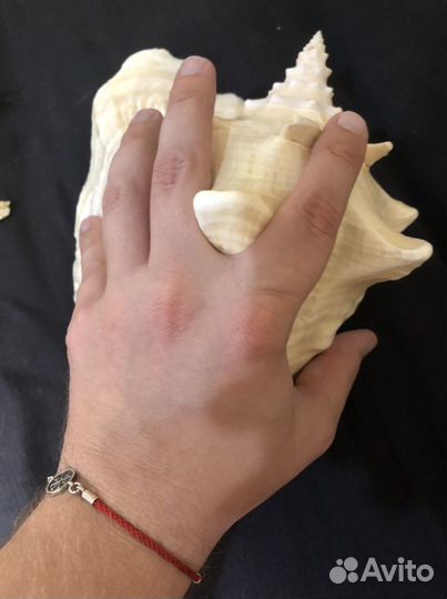 Ракушка морская большая