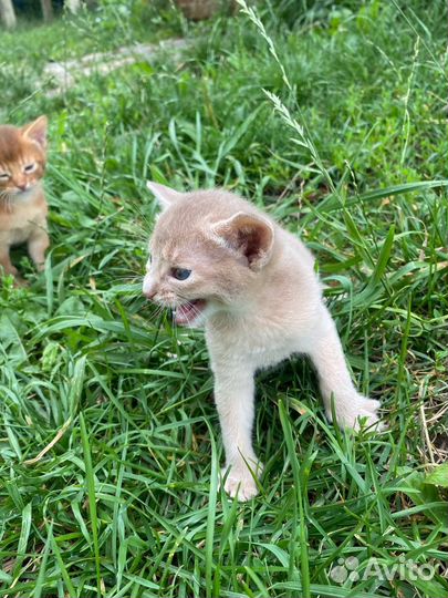 Абиссинская кошка, котята