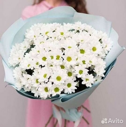 Хризантема