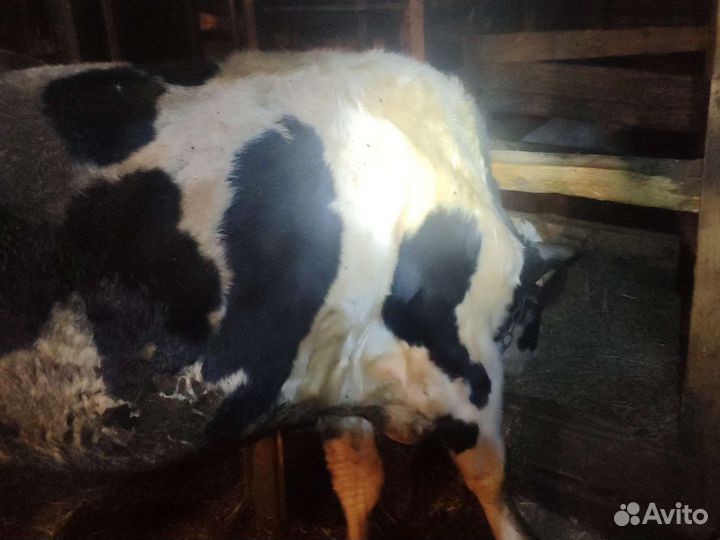 2 быка на мясо