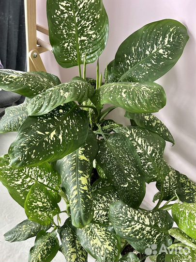 Диффенбахия крупнолистная