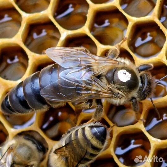 Пчелы+улий б/у