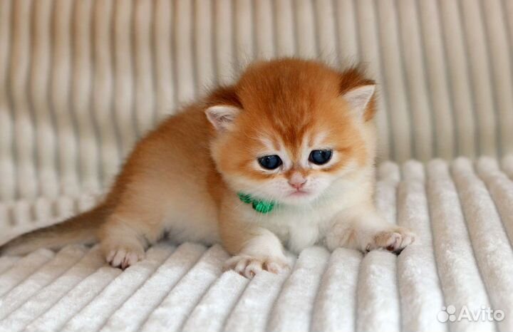 Мальчик золотая британская шиншила