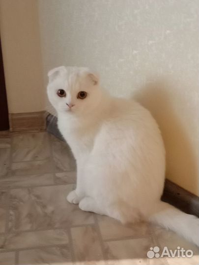 Отдам кошечку в добрые руки