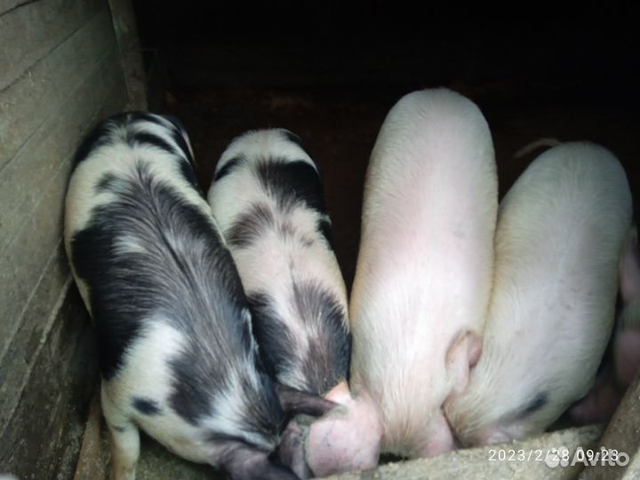 Продаём свинину