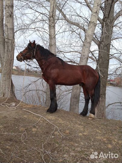 Продам жеребца