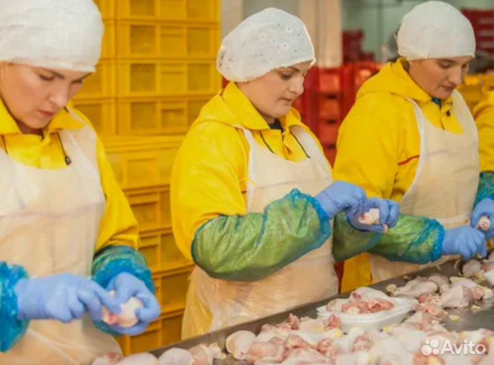 Сортировщик птицы производство Павлово