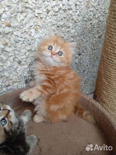 Шотландские котята