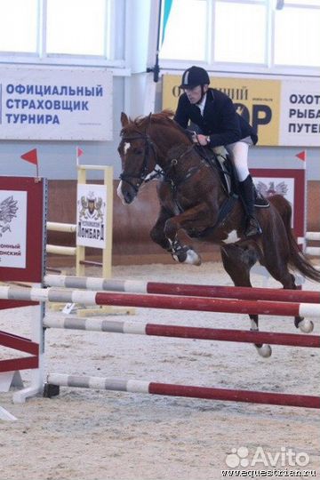 Профессиональный конный спорт. Конкур. Аренда